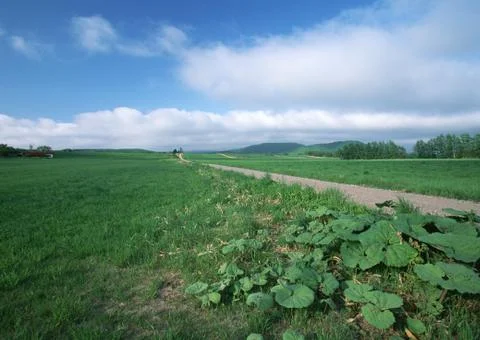 Grassy Plain Stock Photos