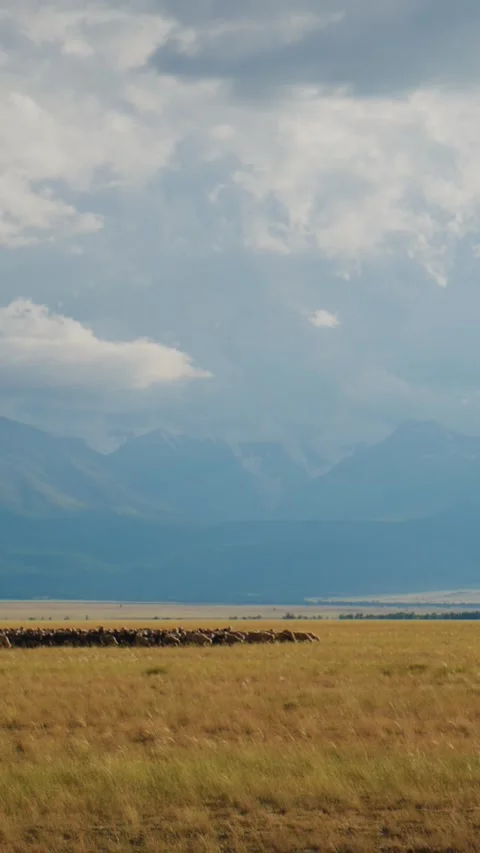 Grassy plains stretch far under dramatic clouds 스톡 동영상 335568284