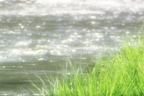 Grassy Riverside Stock Footage 335151