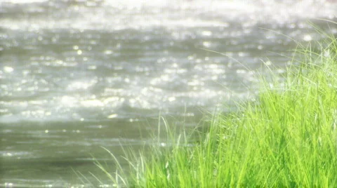 Grassy Riverside HD Stock Footage 335150