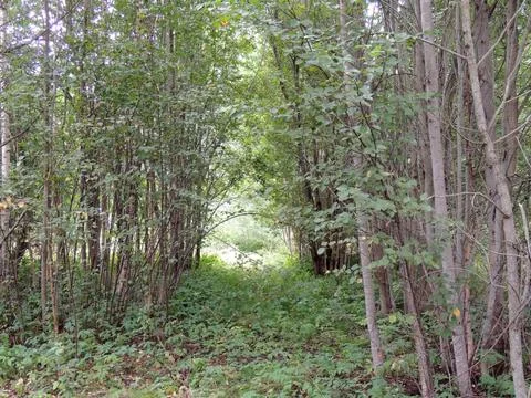 A grassy road in a grove between two rows of young trees with a low arch Stock Photos