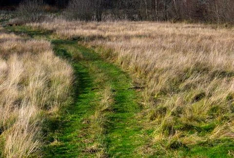 Grassy road through a field Stock Photos