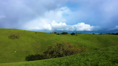 Grassy rolling hills with cattle in front of rainbow Stock Footage 150237456
