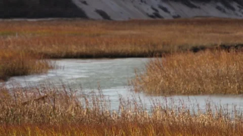 Grassy salt water marsh Stock Footage 46462890