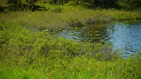Grassy Shore with Lake's Edge Stock Footage 33499150