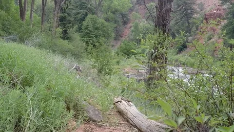 Grassy shoulder of the river, fallen trees and river in the background. Stock Footage 93515778