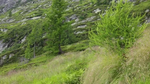 Grassy side of a mountain in the Alps on a summer day Stock Footage 219947296