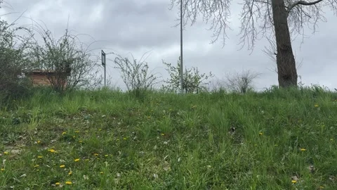 Grassy slope, dense green vegetation covers rural hillside, tiny yellow blossom Stock Footage 333163754