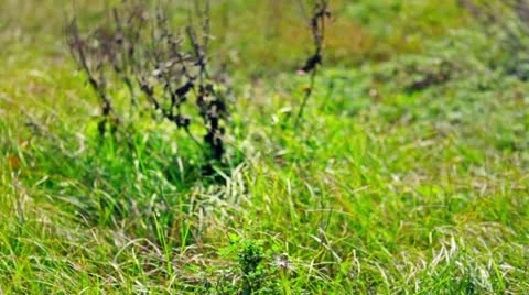 Grassy slope to the lake Stock Footage 12576832