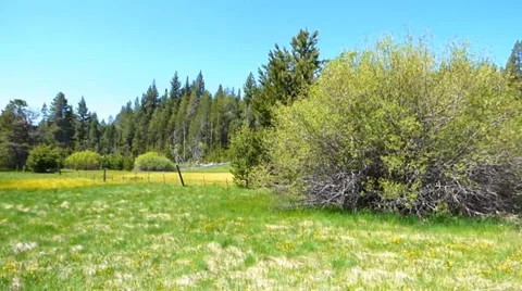 Grassy Spring Meadow and Forest Stock-Footage 39385872