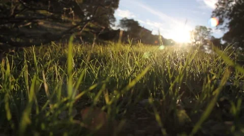 Grassy Sunset Stock Footage 928246
