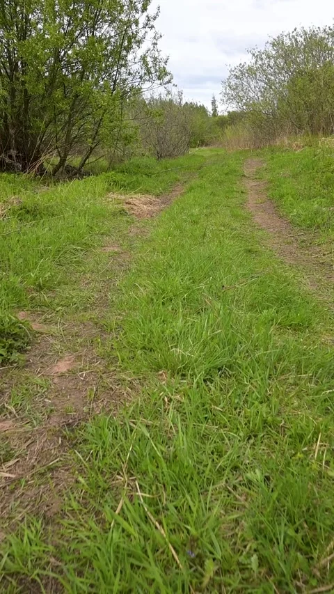 Grassy trail curves gently through wild meadow with tree cover Stock Footage 336538879