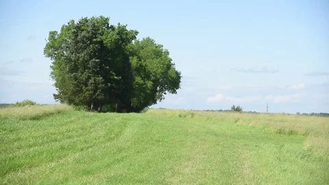 Grassy trail dog into frame focus then sprints towards camera Stock Footage 76006692
