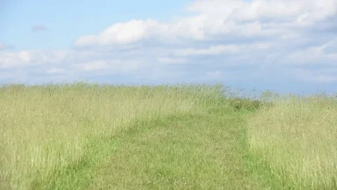Grassy trail high winds blue sky Stock Footage 76006693