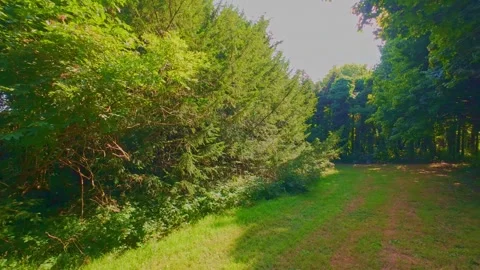 Grassy trail path along pine trees in countryside in Ireland Stock Footage 340434007