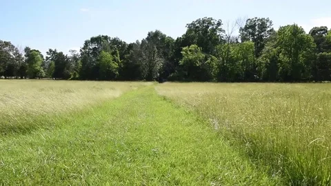 Grassy trail windy day blue sky Stock Footage 76006682