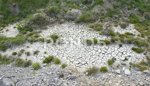 Grassy vegetation in arid ambiance Stock Photos