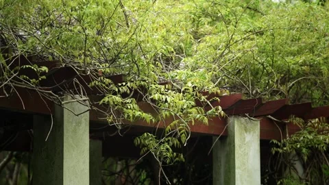 Grassy Vines growing on the ceiling Stock Footage 332681855