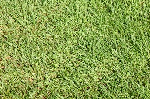 Grassy yard under sunshine Stock Photos
