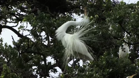 Grate Egret 動画素材 41736311