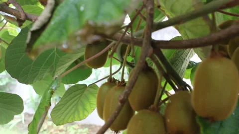 Grateful of my kiwi trees Stock Footage 250406052