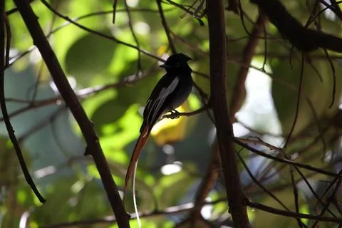  Graubrust-Paradiesschnäpper (Terpsiphone viridis) African paradise flycat.. Stock Photos