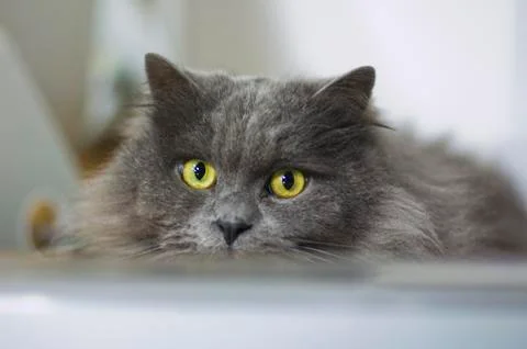 Graue Katze Photos