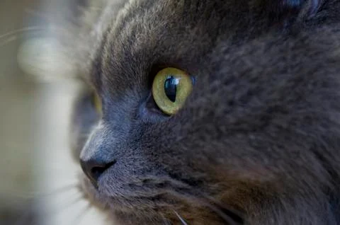 Graue Katze Photos