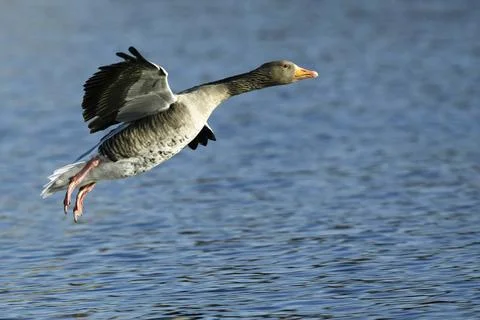 Graugans, Anser anser, Greylag Goose, Europe, Europa Graugans, Anser anser... Fotos de archivo