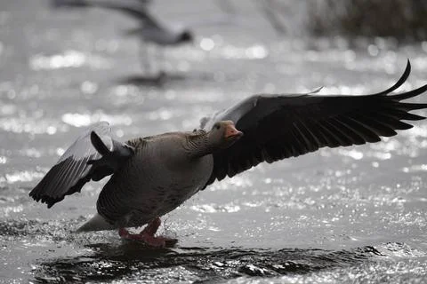Graugans Graugans Copyright: xZoonar.com/SiegmarxTyllaxSiegmarxTyllax 1162... Stockfoto's