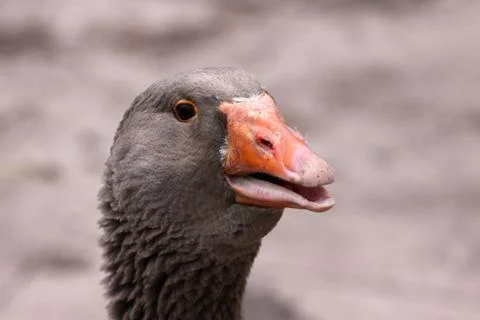 Graugans Stock Photos