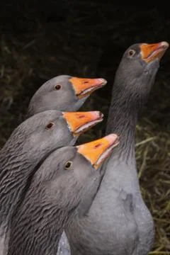 Graugänse Stock Photos