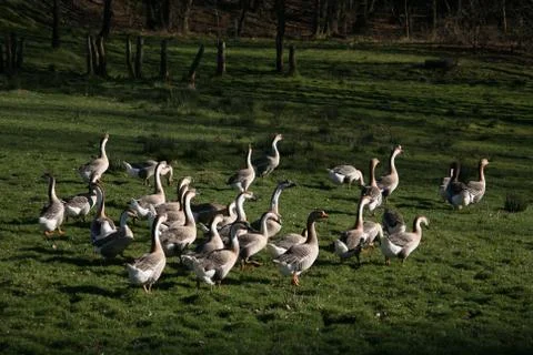 Graugänse Stock Photos