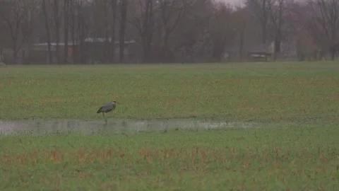 Graureiher - Ardea cinerea Stock Footage 264584459