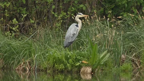 Graureiher-gray heron Video stock 103042389
