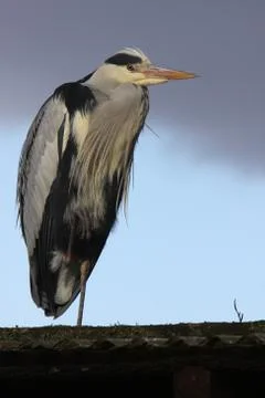 Graureiher Stock Photos