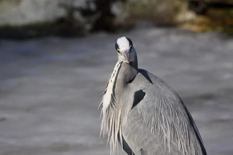 Graureiher Stock Photos