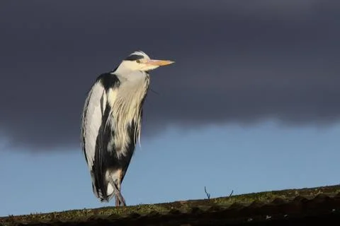Graureiher Stock Photos