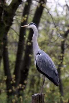 Graureiher Stock Photos