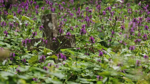 Grave headstone surrounded by hedgenettle in a cemetery - close up 1. 4K tripod Stock Footage 247073525