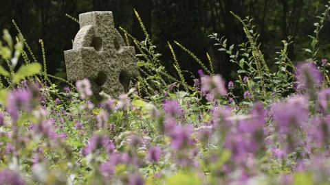 Grave headstone surrounded by hedgenettle in a cemetery - close up 2. 4K tripod Stock Footage 247073581