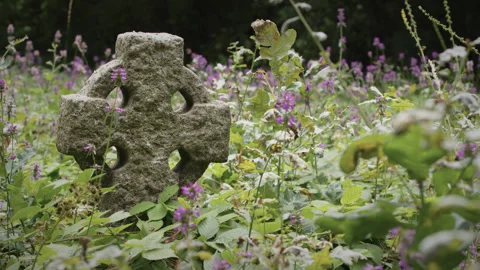 Grave headstone surrounded by hedgenettle in a cemetery - close up 3. 4K tripod Stock Footage 247073657