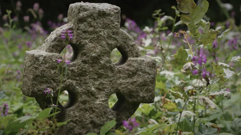 Grave headstone surrounded by hedgenettle in a cemetery - close up 4. 4K tripod Stock Footage 247073684