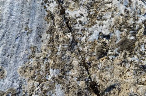 Grave moss 写真素材