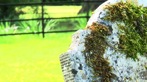 Grave stone with moss 動画素材 37555326