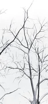 Grave tree Foto stock