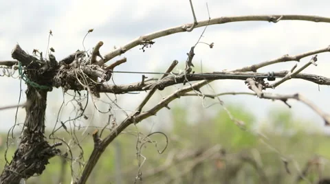 Grave Vines In A Field 1 動画素材 52798576