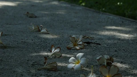 Grave yard Video stock 100996317