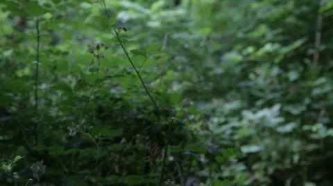 Grave yard. Headstone. Cemetery Stock Footage 11877357