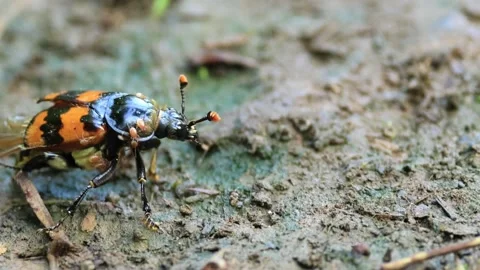 Gravedigger beetle with mites, large red and black bug Stock Footage 289113487